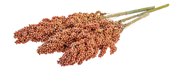 Sorghum