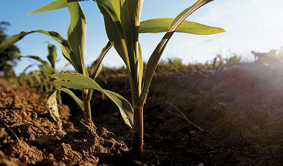 Sorghum