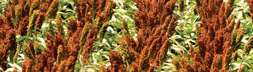 Sorghum Varietie